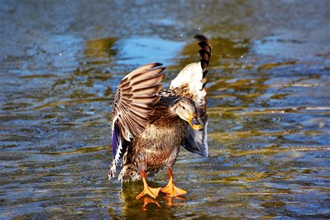 South Padre Island Birding | South Padre Island Attractions | Franke Rentals