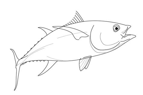 Drawing of a yellowfin tuna on Behance