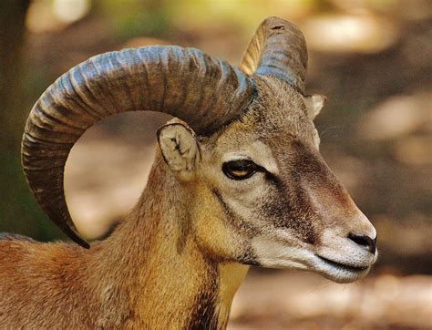 Brown Ram Goat · Free Stock Photo