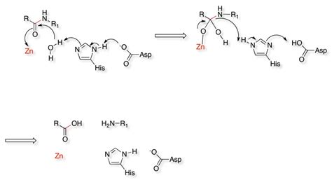 Metalloproteases; Metalloproteinases