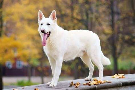 American White Shepherd - Temperament, Lifespan, Shedding, Puppy