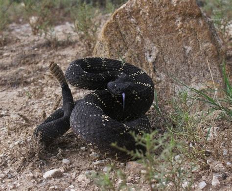 Arizona Black Rattlesnake Facts and Pictures | Reptile Fact