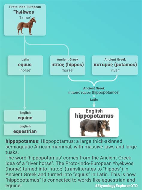 hippopotamus → equine : r/etymology