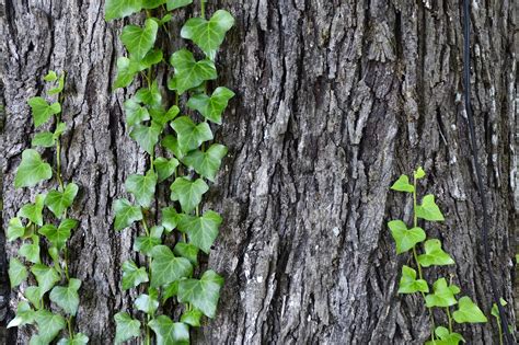 Live Oak Tree Bark Nature - Free photo on Pixabay - Pixabay