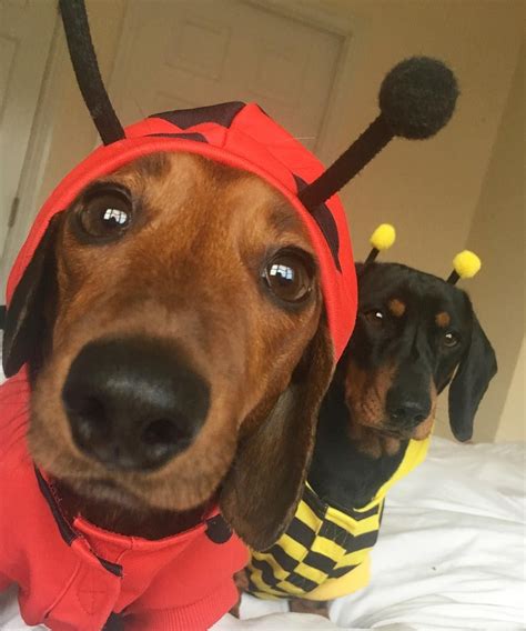 Dachshund Dog Halloween Costumes|Dog Halloween Costumes|Halloween Costumes|Pet Halloween ...