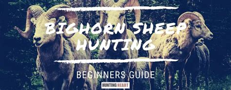 Bighorn Sheep Hunting: Beginners Guide - Hunting heart