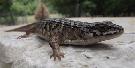 Northern Alligator Lizard | Burke Museum