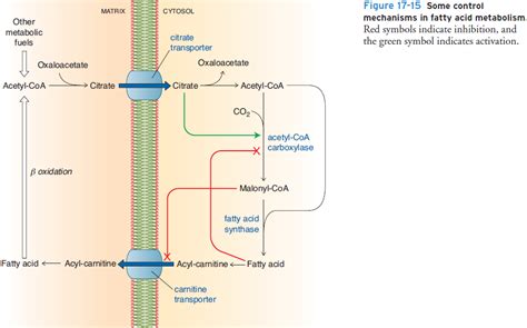 Solved: BIOCHEMISTRY: Regulation Of Fatty Acid Synthesis A... | Chegg.com