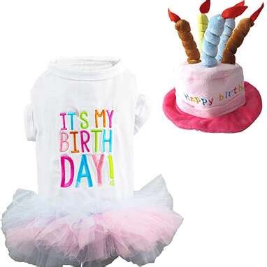 11 Best Dog Birthday Outfits You Can Get Online - DodoWell - The Dodo