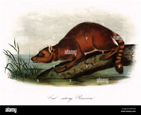 Crab-Eating Raccoon Stock Photo - Alamy