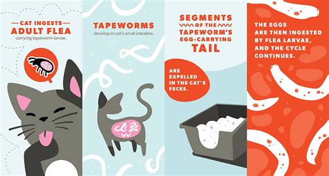 Are Tapeworms In Cats Contagious To Dogs