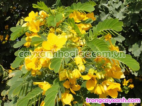 Cây Điệp Vàng, Cây Xanh Đô Thị, Cay Diep Vang Caesalpinia ferrea