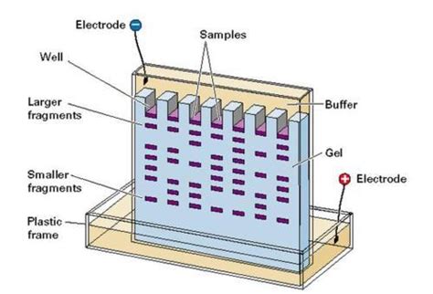 Gel Electrophoresis - Negative to Positive