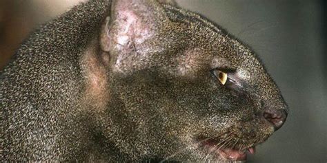 Jaguarundi – eyra cat | DinoAnimals.com