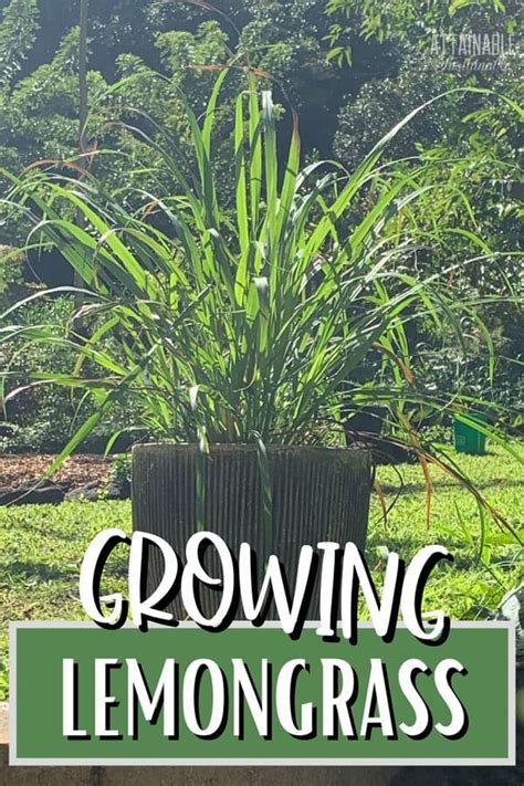 How to Grow Lemongrass (in the Garden and in Containers)