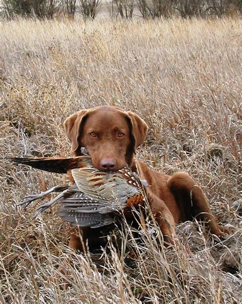 chesapeake bay retriever hunting | Pin by Mokkie Hamrer on Chesapeake Bay Retrievers | Pinterest ...