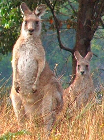 Australia Flora/Fauna