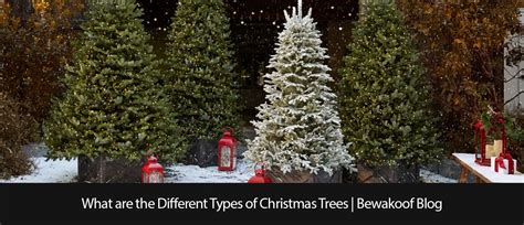 What Are The Different Types Of Christmas Trees | Bewakoof Blog