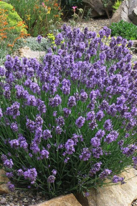 Buy SuperBlue English Lavender Plants - FREE SHIPPING - Quart Pot Size For Sale Online From ...