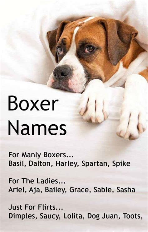 Boxer Dog Names: Popular Male & Female Boxer Names | Popular, Boxer dog names and Dog names