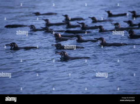 group of Penguins swimming in sea Stock Photo - Alamy