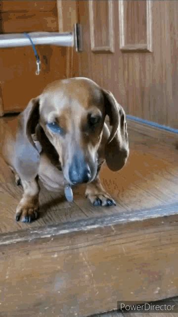 Cutes Dachshund Funny Dog Gifs