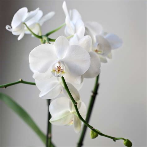 Orchid Sunburn: Symptoms, Treatment & Prevention