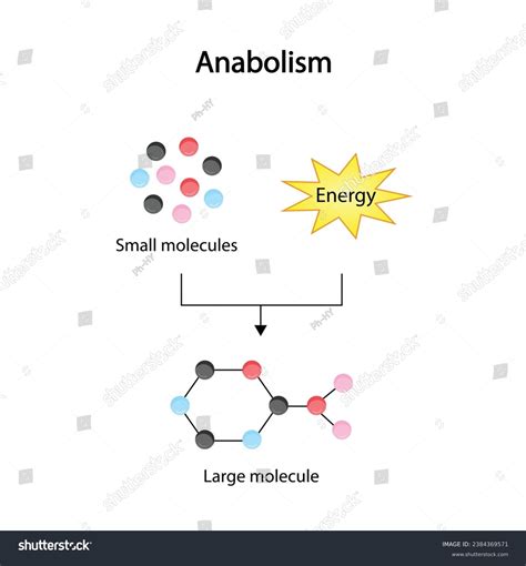 Anabolism Process Building Complex Macromolecules Simpler Stock Vector ...