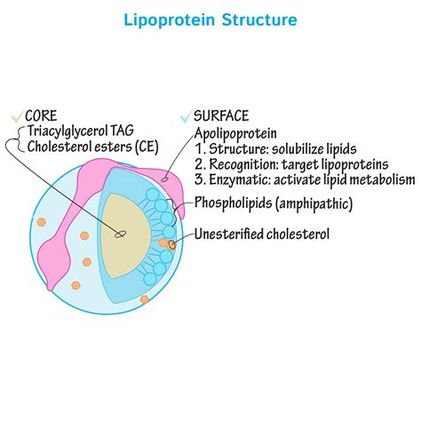 Biochemistry Glossary: Lipoproteins | Draw It to Know It