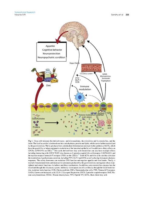 Feeding The Microbiota Gut Brain Axis Diet, Microbiome, And ...