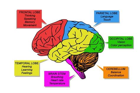 21+ The Brain Parts And Functions Chart Gif | ladif-m-simpson