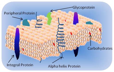 IJMS | Free Full-Text | Engineering Lipid Bilayer Membranes for Protein Studies