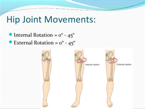 7 Exercises To Improve Hip Internal Rotation [Videos] | RIPPEL EFFECT ...