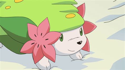 26 Interesting And Amazing Facts About Shaymin From Pokemon - Tons Of Facts