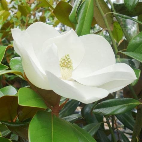 Beautiful Magnolia Trees | Magnolia Shrubs | Ornamental Trees