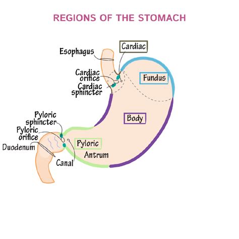 Gross Anatomy Glossary: Stomach Anatomy | Draw It to Know It