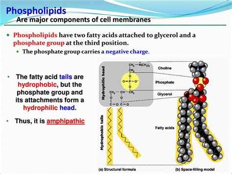 Lecture 2: Bio-molecules - ppt download