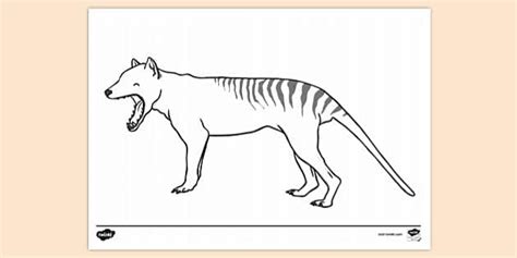 FREE! - Tasmanian Tiger (Thylacine) Colouring Sheet - Twinkl