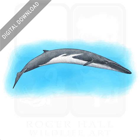 Fin Whale - Signed Fine Art Print - inkart