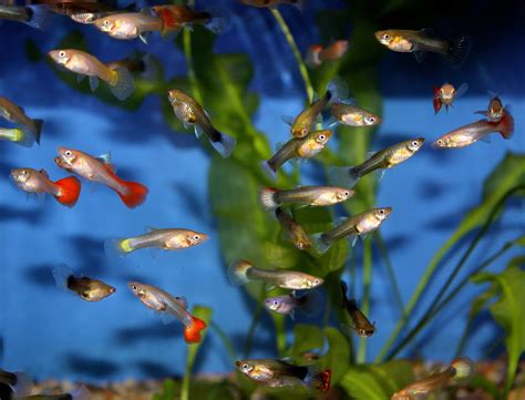 Female Guppy - SWEET KNOWLE AQUATICS ONLINE SHOP