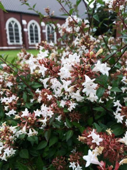 Pin by Ernie Beutel on part shade shrubs zone 9 | Flowering shrubs, Flowering shrubs for shade ...