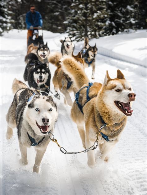 Alaskan Husky Dogs - The Loyal, Loving, Sled Dog Pet!