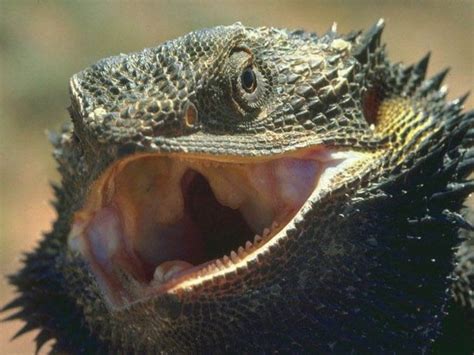 Sahara Desert Animals Dangers Animal's | World Visits | Desert animals, Animals, Bearded dragon