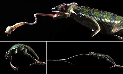 The amazing acrobatics of a chameleon tongue revealed in slow motion ...