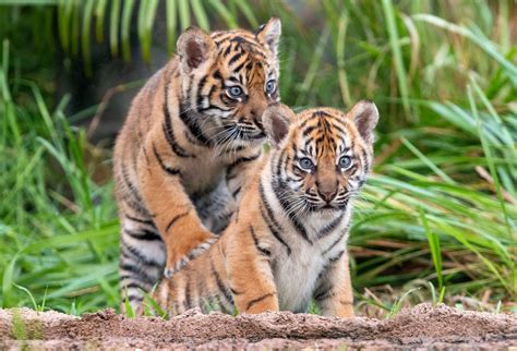 3 Sumatran tiger cubs explore jungle habitat in Sydney zoo | The Seattle Times