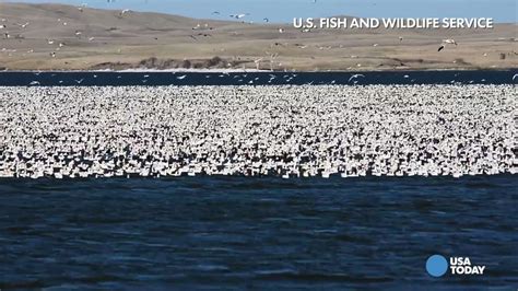 Fines for Butte's Berkeley Pit snow geese deaths undecided