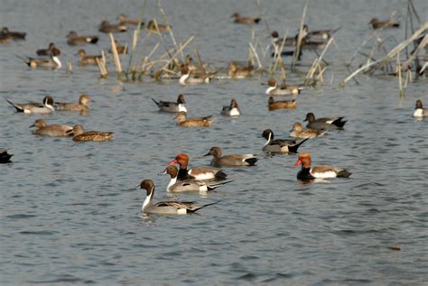 Yamuna Biodiversity Park | Sahapedia