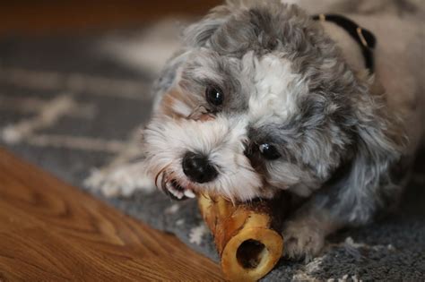 The Best Mini Dog Bones for Puppies & Small Breeds - K9 Connoisseur