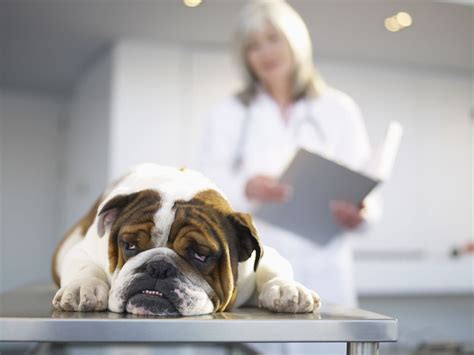 Bladder Cancer in Dogs