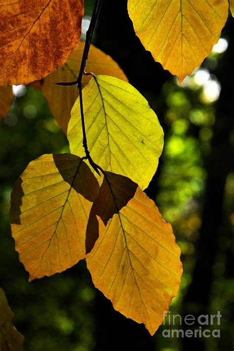 Autumn Beech Tree Leaves Photograph by Martyn Arnold